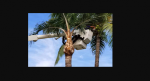 What are the safety precautions and the best time for palm tree lopping?