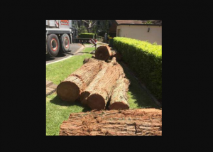 Factors That Affect Tree Lopping