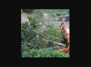 What Services Do You Get From The Most Recommended Tree Removal Services Sydney Provider?