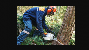 Main Aspects of Tree Mulching Services Sydney You Must Consider
