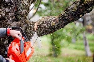 List of 7 Tools used for Tree Pruning